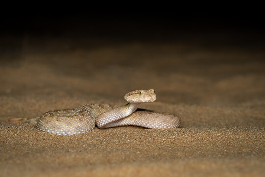 Arabian Horned Viper Snake In The Sand