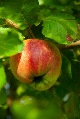 Apfel Äpfel Obstbau