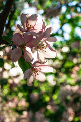 Brunch with blossom pink apple tree flowers in backlight in springtime.