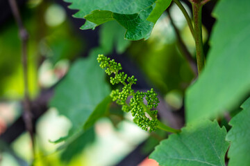 Flowers and leaves of a young vine in the soft light of a spring day. Spring.