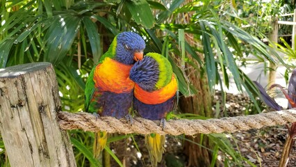 Bird Parrot Beak Wood Natural material Feather