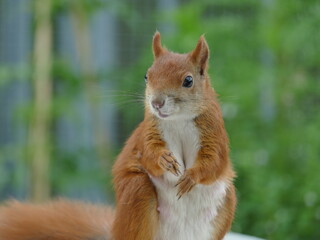 Eichhörnchen Nr. 2
