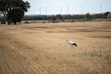 white stork in the field