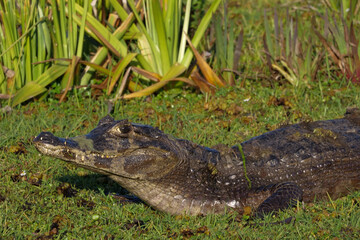 Small caiman -  Caimaninae - lying between green grass. Location: Iberá National Park, Argentina