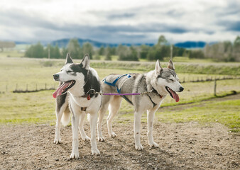 purebred siberian husky dog outdoors. High quality photo © Alena Yakusheva