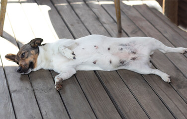 Jack Russell Terrier on wooden boards and background lies belly up