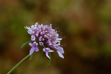 Close up of a purple Scabiosa columbaria flower with brown and green blurred background