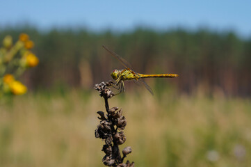 Dragonfly hold on dry branch. Dragonfly in nature. Macro shots, dragonfly in the nature habitat. Beautiful nature scene with dragonfly outdoor.