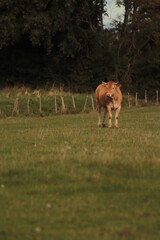 vache brune