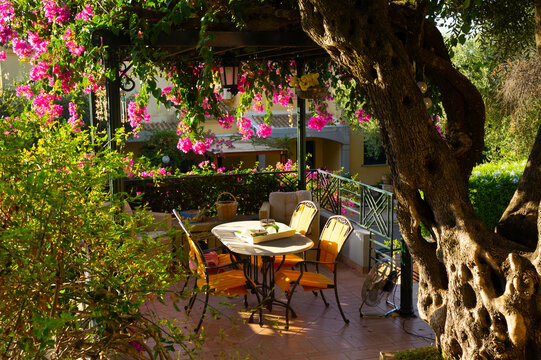 Beautiful terrace with olive tree and flowers in Barbati, Corfu. Outdoor breakfast. Green garden.