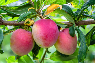 Photography on theme beautiful fruit branch plum tree