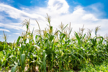 Photography to theme large beautiful harvest corn