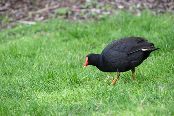 Side view of a dusky moorhen, as it bends down to find food in a grassy area