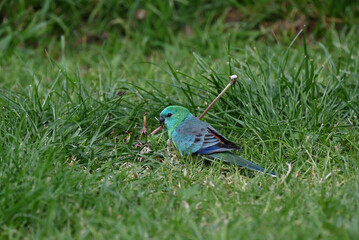 Predominantly green red-rumped parrot standing in unkempt grass as it chews on seeds