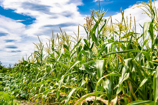 Photography to theme large beautiful harvest corn