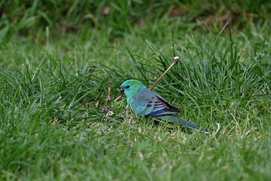 Predominantly green red-rumped parrot standing in unkempt grass as it chews on seeds