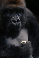 Gorilla close up