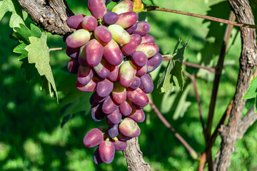 Photography on theme beautiful berry branch grape bush