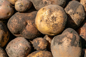 Photography on theme beautiful potato plant with natural dark ground