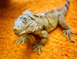 An iguana on a bright orange carpet. Exotic animals in the house.