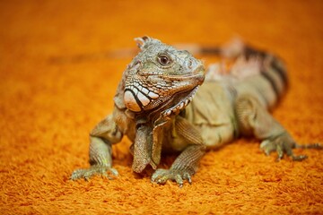 An iguana on a bright orange carpet. Exotic animals in the house.