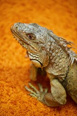 An iguana on a bright orange carpet. Exotic animals in the house.