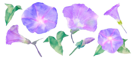 朝顔の手描き水彩イラスト