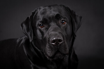 Fototapeta na wymiar portrait of the black labrador retriever dog