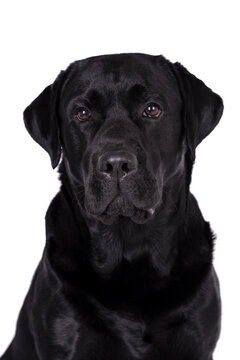 portrait of the black labrador retriever dog
