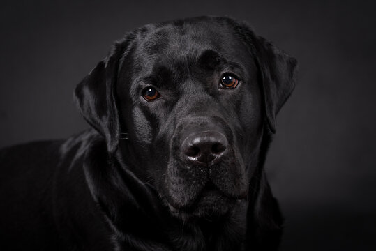 portrait of the black labrador retriever dog