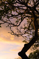 Fototapeta na wymiar Frangipani tree at dawn against the sky. Natural background.