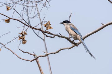 Close-up of a sitting, beautiful azure winged magpie