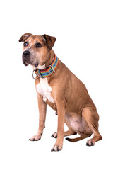 the portrait of very old American Staffordshire Terrier Dog - AmStaff, American Staffy