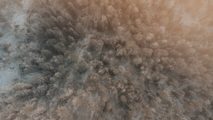 Aerial view of a Finnish coniferous forest covered with snow in the morning fog, illuminated by the orange light of the sunrise. Sotkamo area, kainu region, Finland. Scandinavian forests