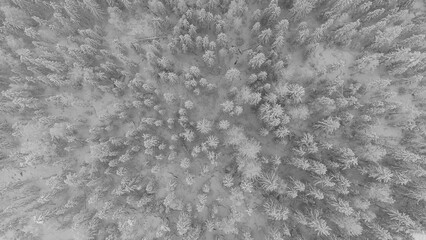 Aerial view of a Finnish coniferous forest covered with snow in the morning fog, illuminated by the orange light of the sunrise. Sotkamo area, kainu region, Finland. Scandinavian forests