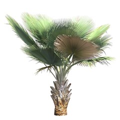 palm tree isolated on white background, 3D illustration, cg render