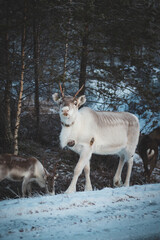 Majestic reindeer, Rangifer tarandus, standing in its natural habitat and looking into the camera during the freezing winter near Rovaniemi, Lapland region, Finland. Wild reindeer along a route