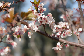 Close up of pink apple blossoms growing from a brown tree branch. Background is intentionally out of focus or blurred