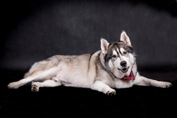 portrait of The Alaskan Malamute Dog
