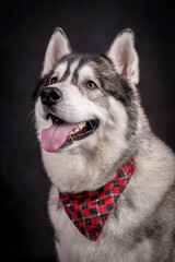 portrait of The Alaskan Malamute Dog