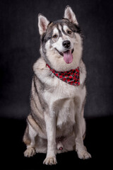 portrait of The Alaskan Malamute Dog