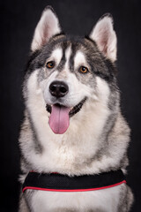 portrait of The Alaskan Malamute Dog
