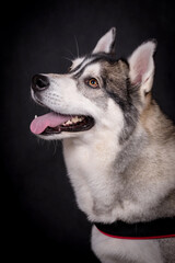 portrait of The Alaskan Malamute Dog
