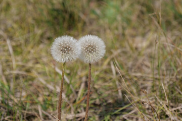 Two dandelions growing in green grass, their seeds are visible and the background is intentionally out of focus or blurred
