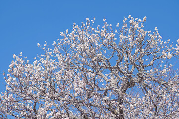 太宰府天満宮に咲く白梅