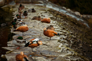 wild ducks swim on the lake on an autumn day