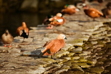 wild ducks swim on the lake on an autumn day