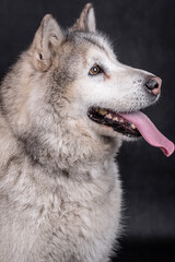 portrait of The Alaskan Malamute Dog