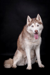 portrait of The Alaskan Malamute Dog