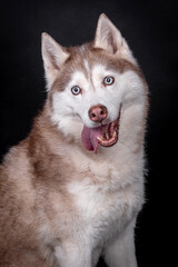 portrait of The Alaskan Malamute Dog